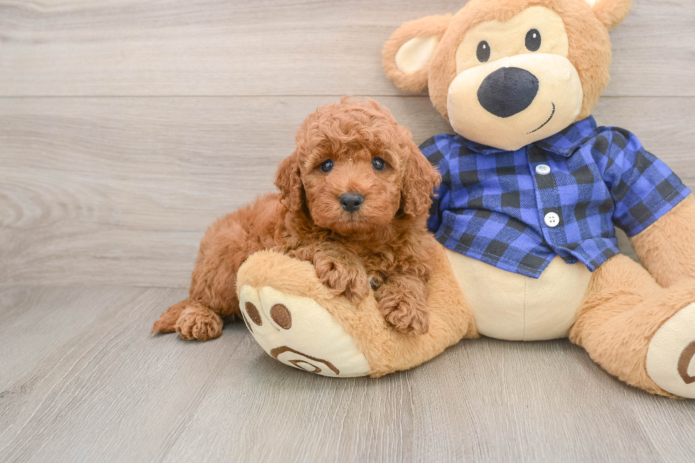 Mini Irish Doodle Puppy for Adoption