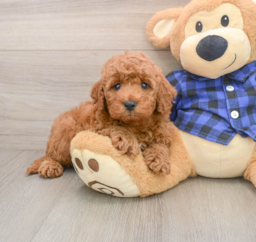 6 week old Mini Irish Doodle Puppy For Sale - Puppy Love PR