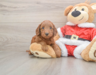 5 week old Mini Irish Doodle Puppy For Sale - Puppy Love PR