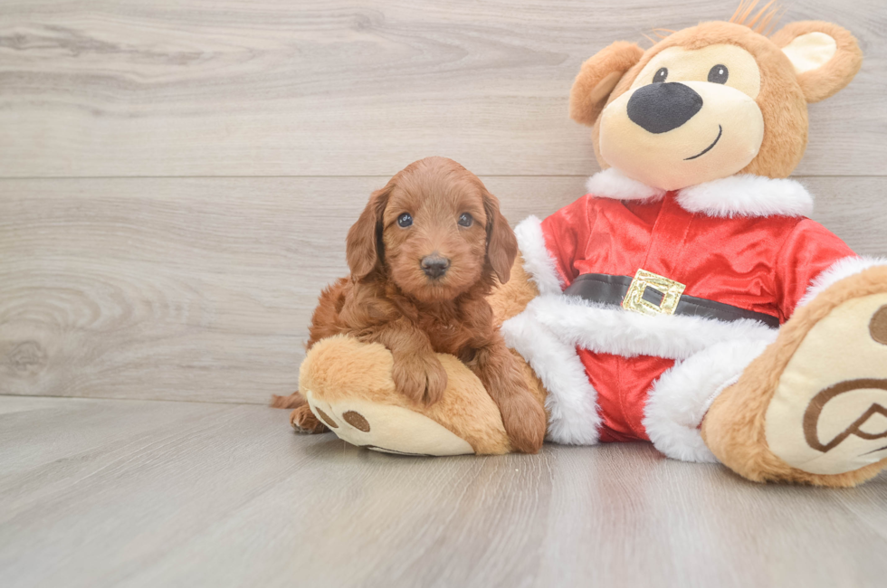 5 week old Mini Irish Doodle Puppy For Sale - Puppy Love PR