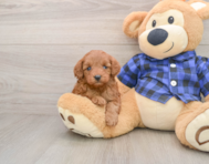 9 week old Mini Irish Doodle Puppy For Sale - Puppy Love PR
