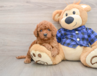 7 week old Mini Irish Doodle Puppy For Sale - Puppy Love PR