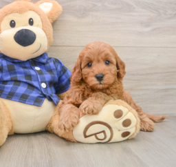 6 week old Mini Irish Doodle Puppy For Sale - Puppy Love PR