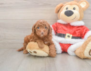 8 week old Mini Irish Doodle Puppy For Sale - Puppy Love PR