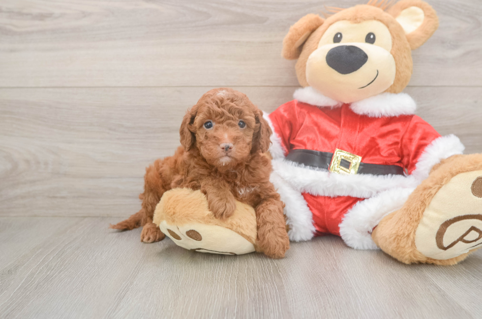 8 week old Mini Irish Doodle Puppy For Sale - Puppy Love PR