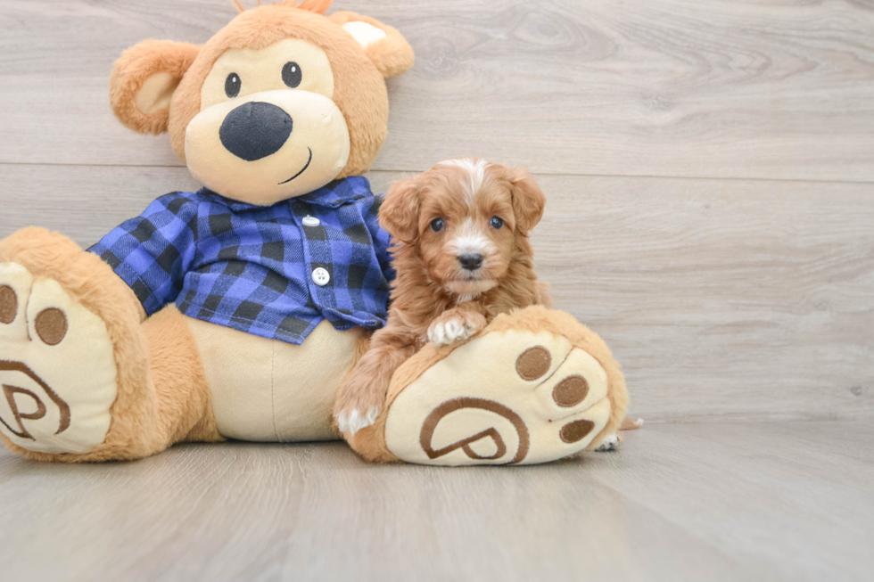 Best Mini Irish Doodle Baby