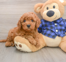 6 week old Mini Irish Doodle Puppy For Sale - Puppy Love PR