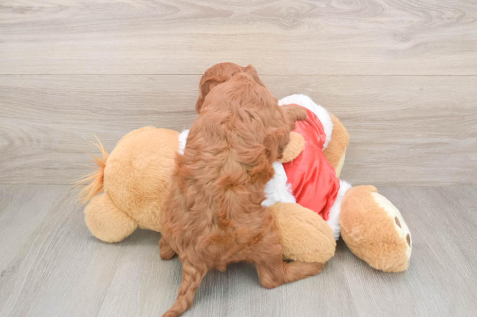 Adorable Irish Setterpoo Poodle Mix Puppy