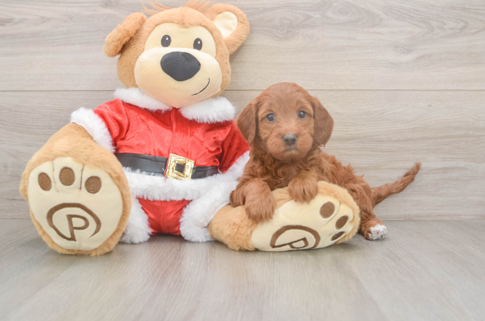 5 week old Mini Irish Doodle Puppy For Sale - Puppy Love PR