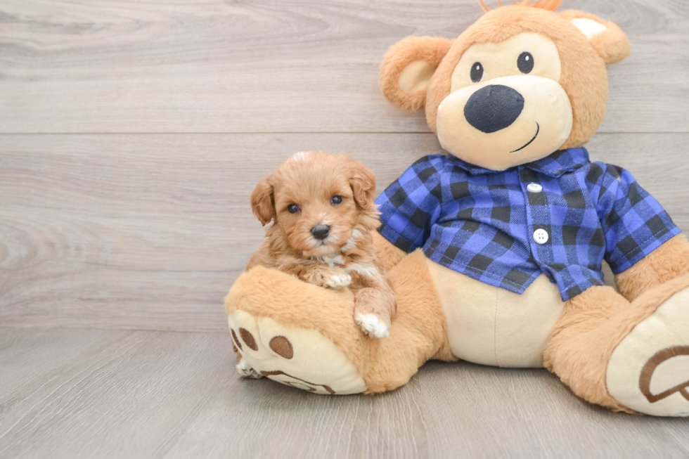 Best Mini Irish Doodle Baby