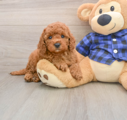 7 week old Mini Irish Doodle Puppy For Sale - Puppy Love PR