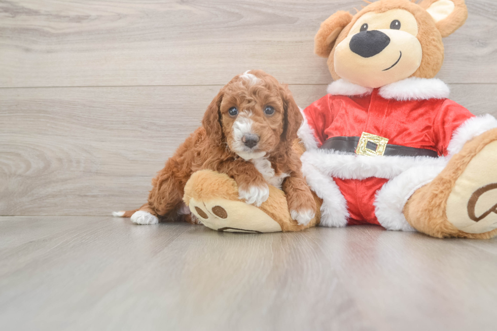 Mini Irish Doodle Puppy for Adoption