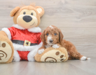 5 week old Mini Irish Doodle Puppy For Sale - Puppy Love PR