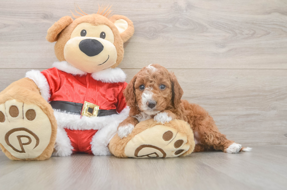 5 week old Mini Irish Doodle Puppy For Sale - Puppy Love PR