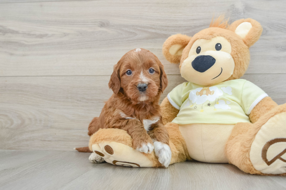 6 week old Mini Irish Doodle Puppy For Sale - Puppy Love PR