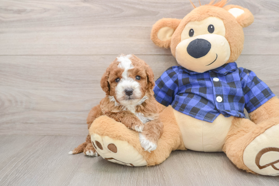 Mini Irish Doodle Pup Being Cute