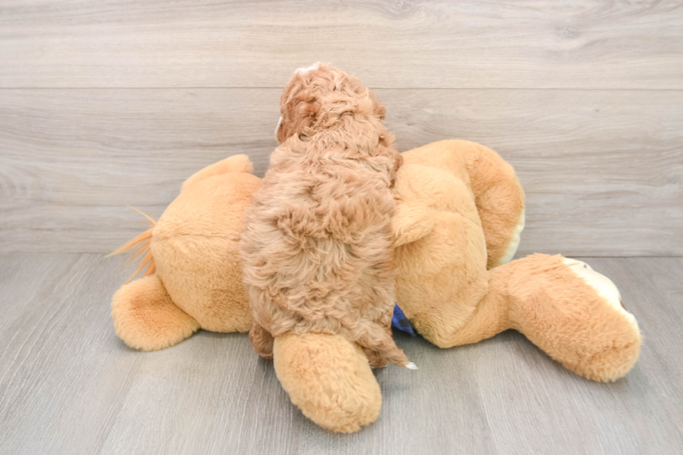 Best Mini Irish Doodle Baby