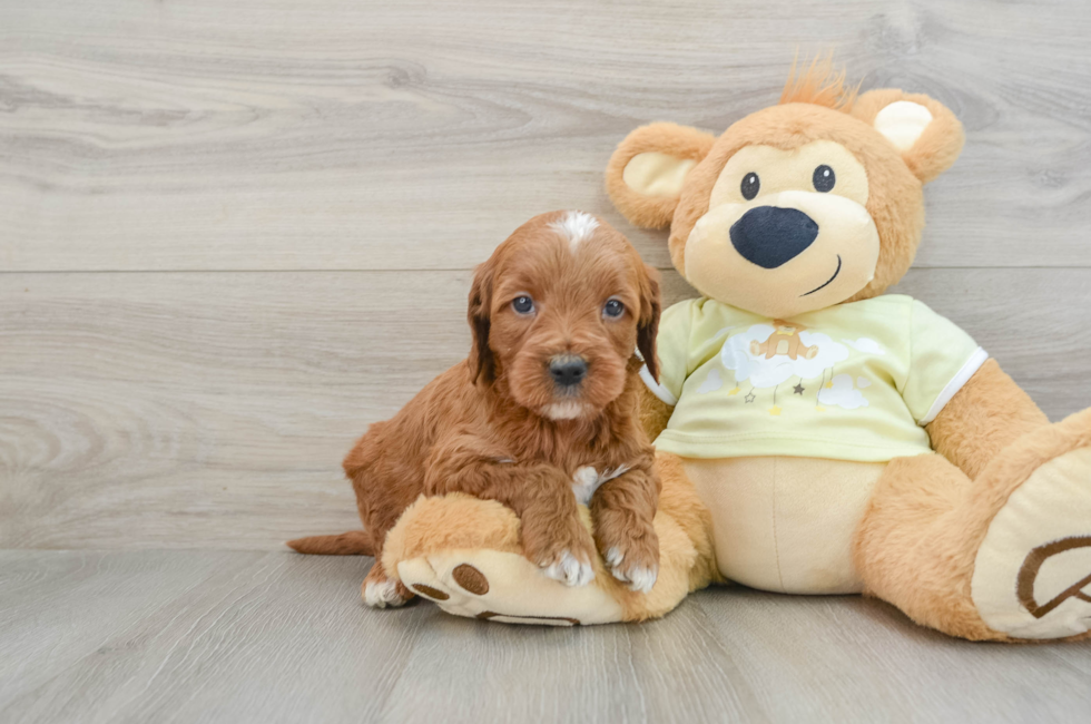 6 week old Mini Irish Doodle Puppy For Sale - Puppy Love PR