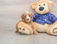 5 week old Mini Irish Doodle Puppy For Sale - Puppy Love PR