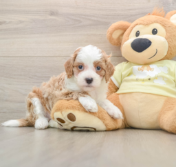 6 week old Mini Irish Doodle Puppy For Sale - Puppy Love PR