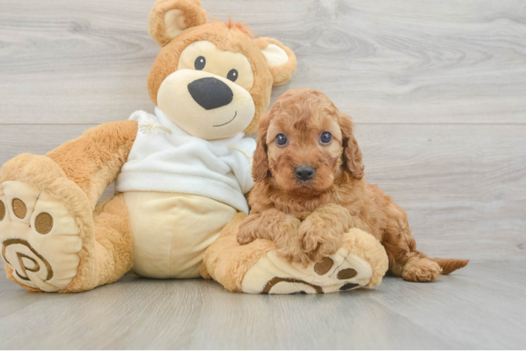 Mini Irish Doodle Puppy for Adoption
