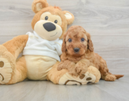 6 week old Mini Irish Doodle Puppy For Sale - Puppy Love PR