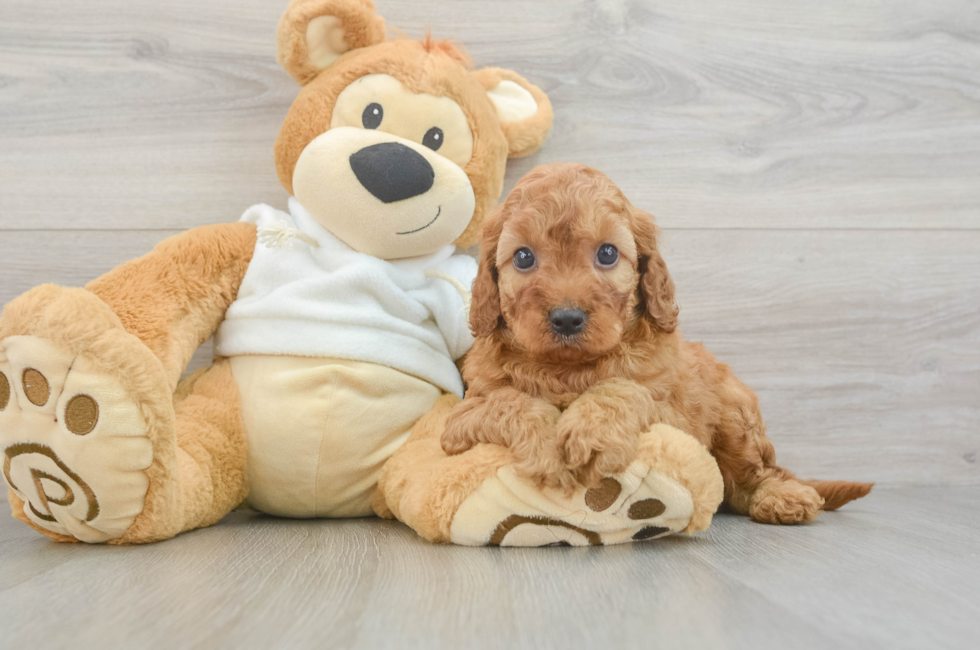 6 week old Mini Irish Doodle Puppy For Sale - Puppy Love PR