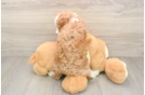 Fluffy Mini Irish Doodle Poodle Mix Pup