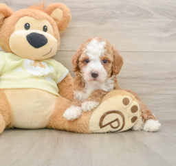 6 week old Mini Irish Doodle Puppy For Sale - Puppy Love PR