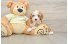 Best Mini Irish Doodle Baby