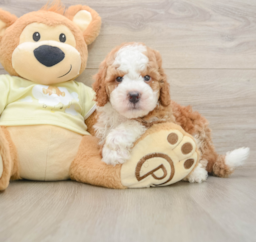 6 week old Mini Irish Doodle Puppy For Sale - Puppy Love PR