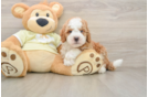 Mini Irish Doodle Puppy for Adoption