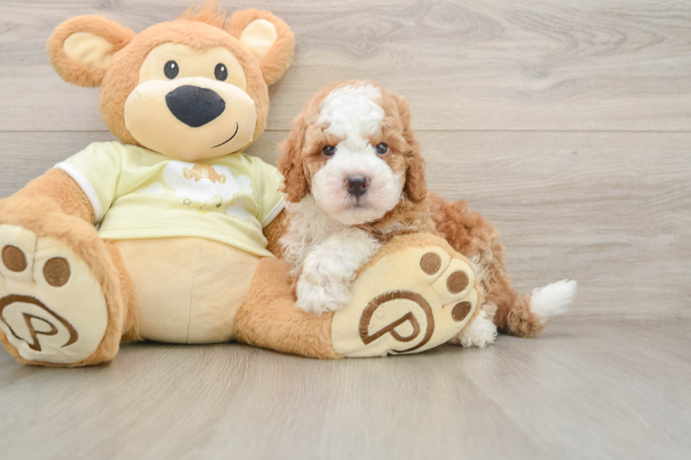 Mini Irish Doodle Puppy for Adoption
