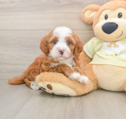 6 week old Mini Irish Doodle Puppy For Sale - Puppy Love PR