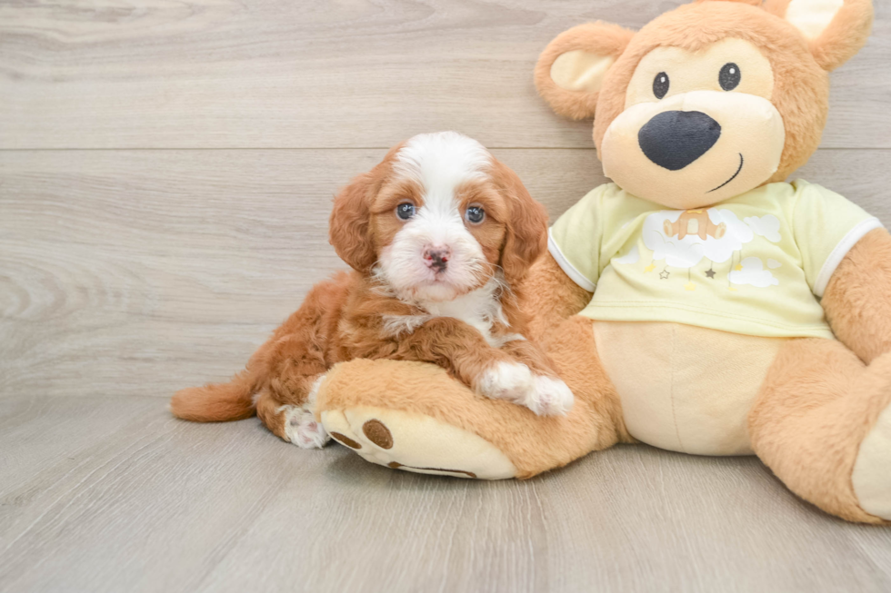Smart Mini Irish Doodle Poodle Mix Pup