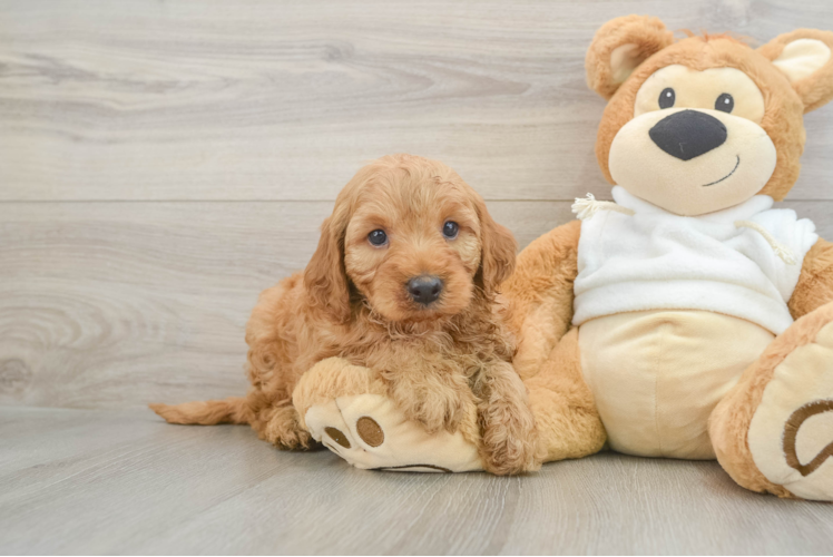 Popular Mini Irish Doodle Poodle Mix Pup