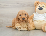 6 week old Mini Irish Doodle Puppy For Sale - Puppy Love PR