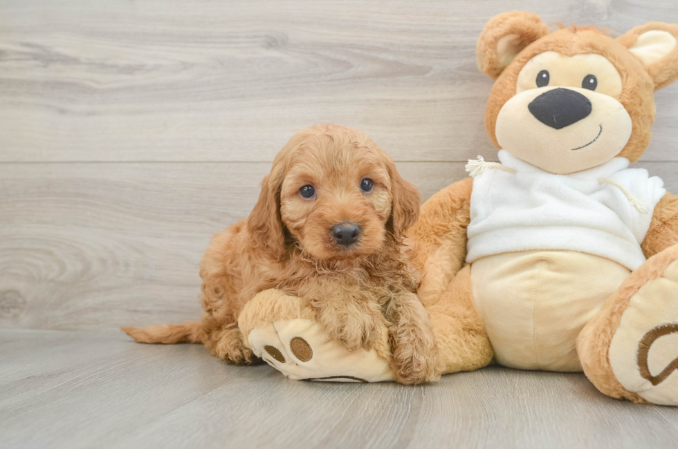 6 week old Mini Irish Doodle Puppy For Sale - Puppy Love PR