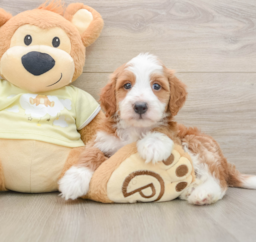 6 week old Mini Irish Doodle Puppy For Sale - Puppy Love PR