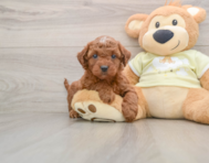 9 week old Mini Irish Doodle Puppy For Sale - Puppy Love PR