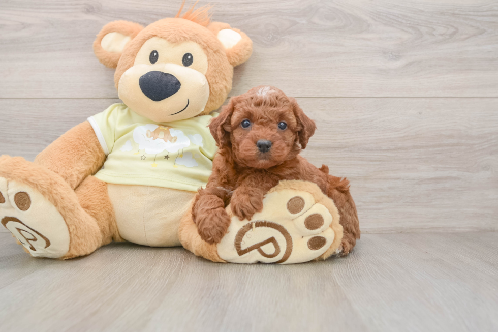 Mini Irish Doodle Pup Being Cute