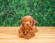 10 week old Mini Irish Doodle Puppy For Sale - Puppy Love PR