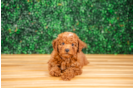 Cute Mini Irish Doodle Poodle Mix Pup
