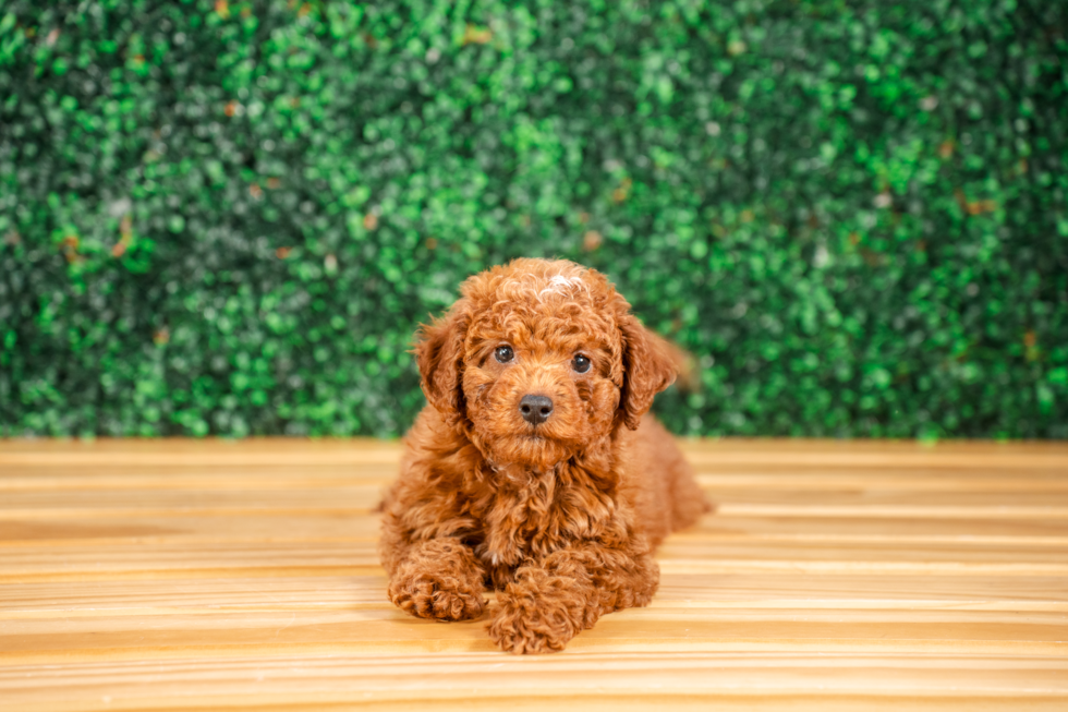 Cute Mini Irish Doodle Poodle Mix Pup