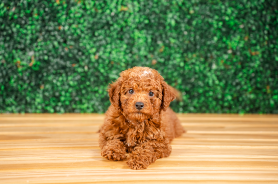 Cute Mini Irish Doodle Poodle Mix Pup