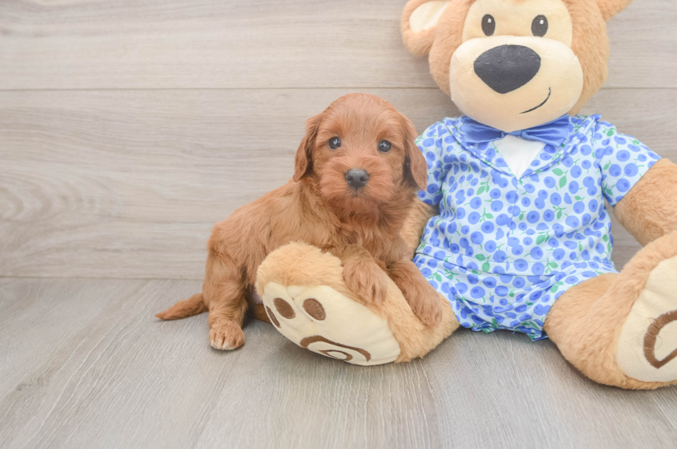 5 week old Mini Irish Doodle Puppy For Sale - Puppy Love PR