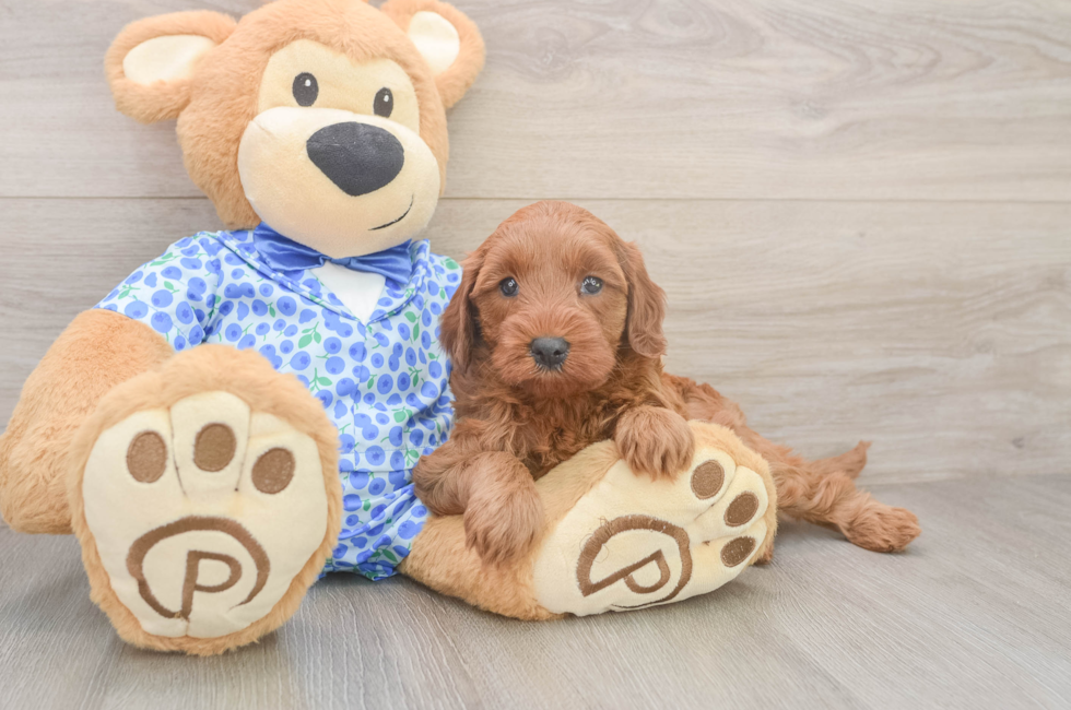 5 week old Mini Irish Doodle Puppy For Sale - Puppy Love PR