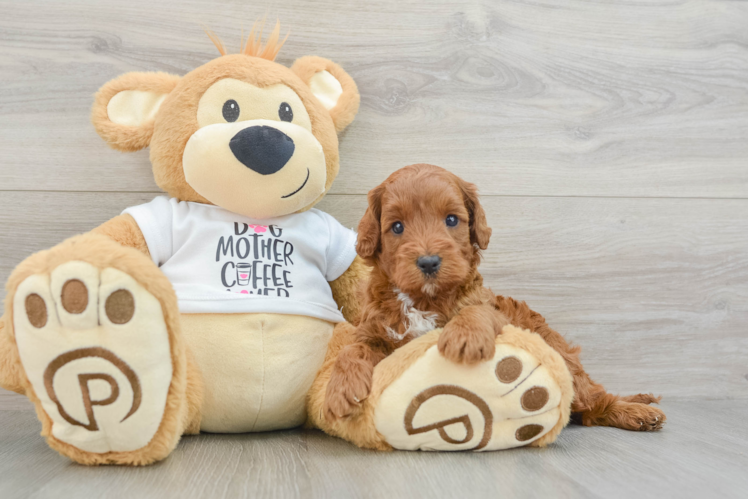 Best Mini Irish Doodle Baby