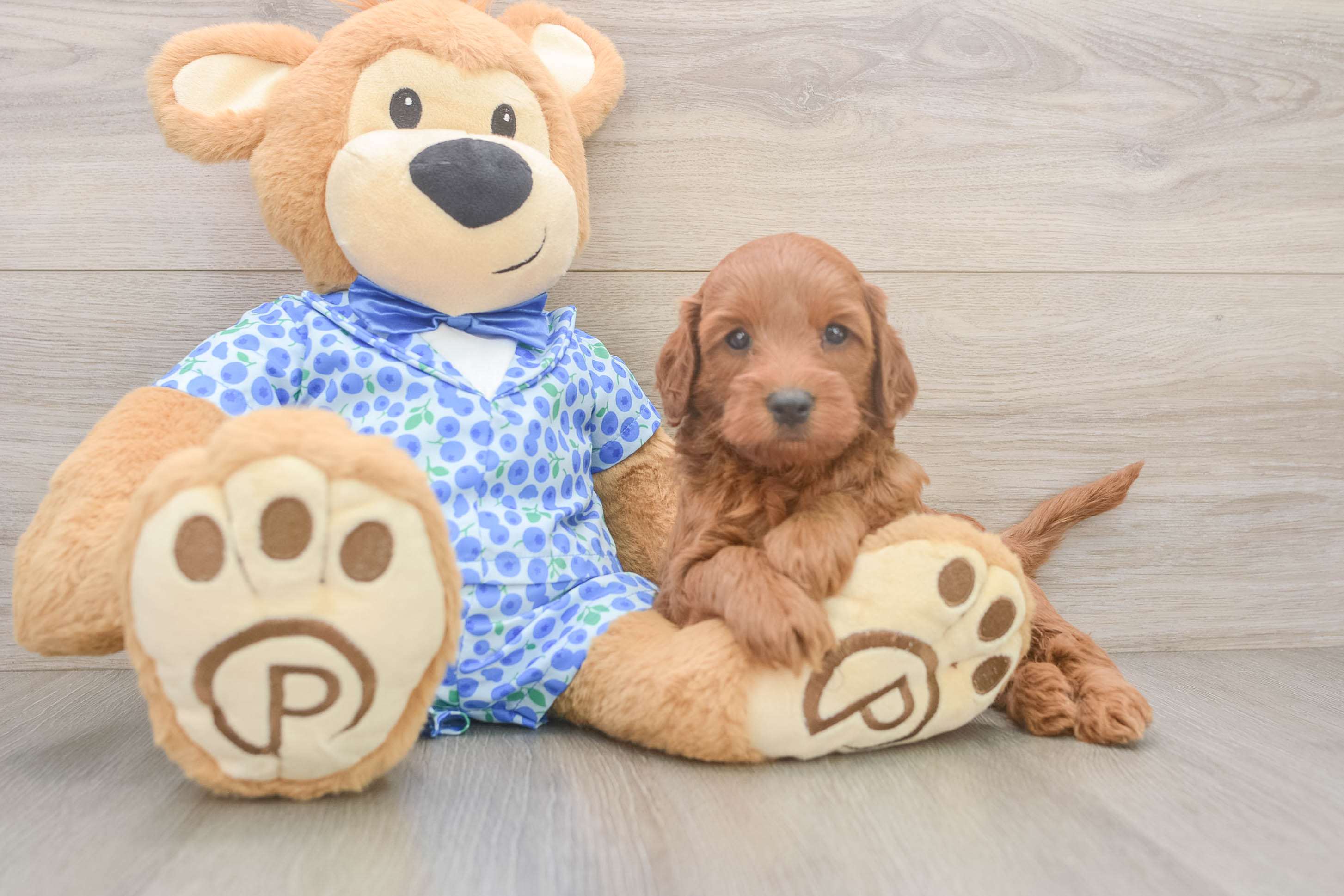 Cute Mini Irish Doodle Baby