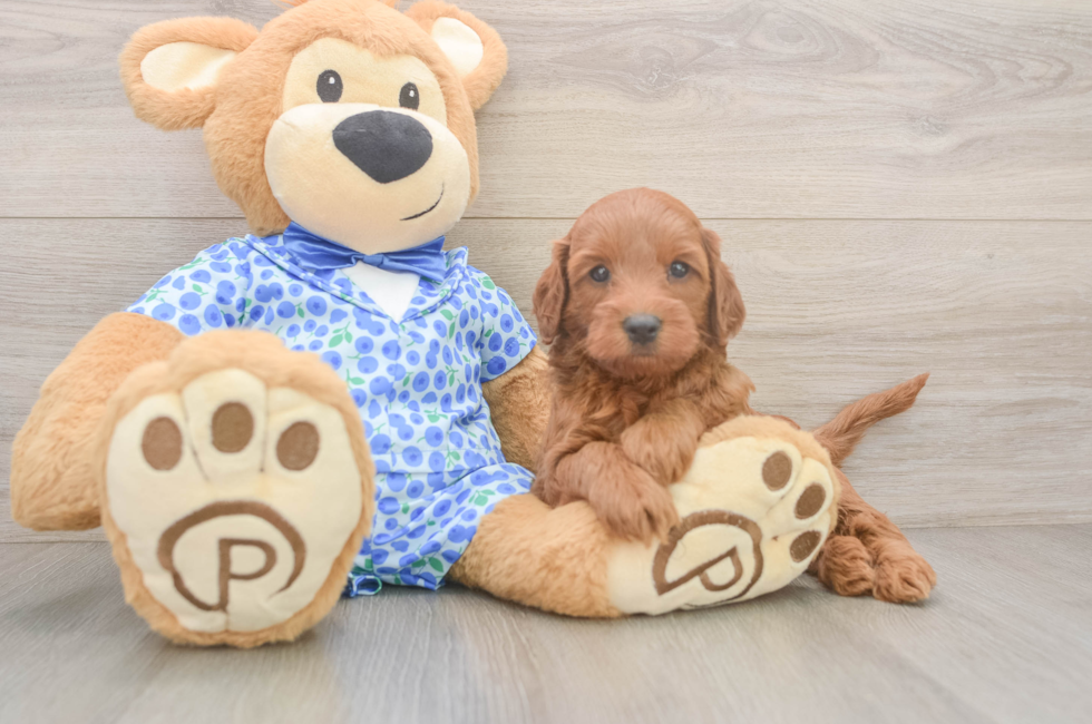 5 week old Mini Irish Doodle Puppy For Sale - Puppy Love PR